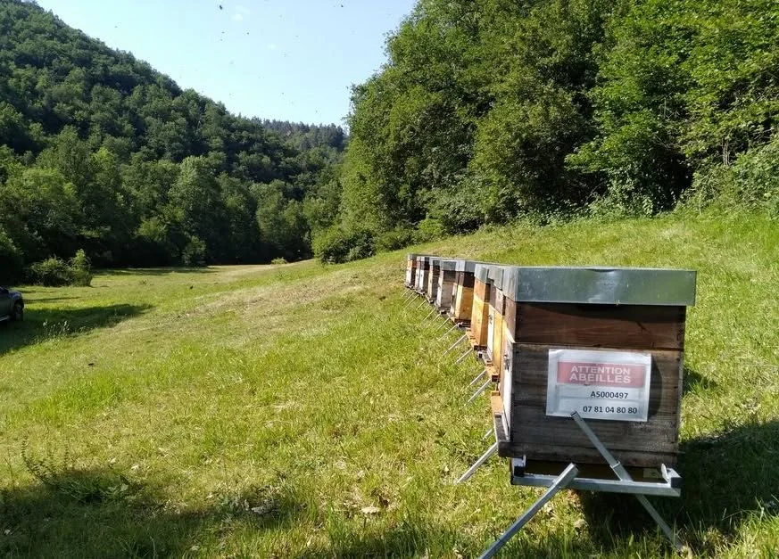 Ruches des Ruches du Haut-Allier dominant une vallée boisée de Haute-Loire
