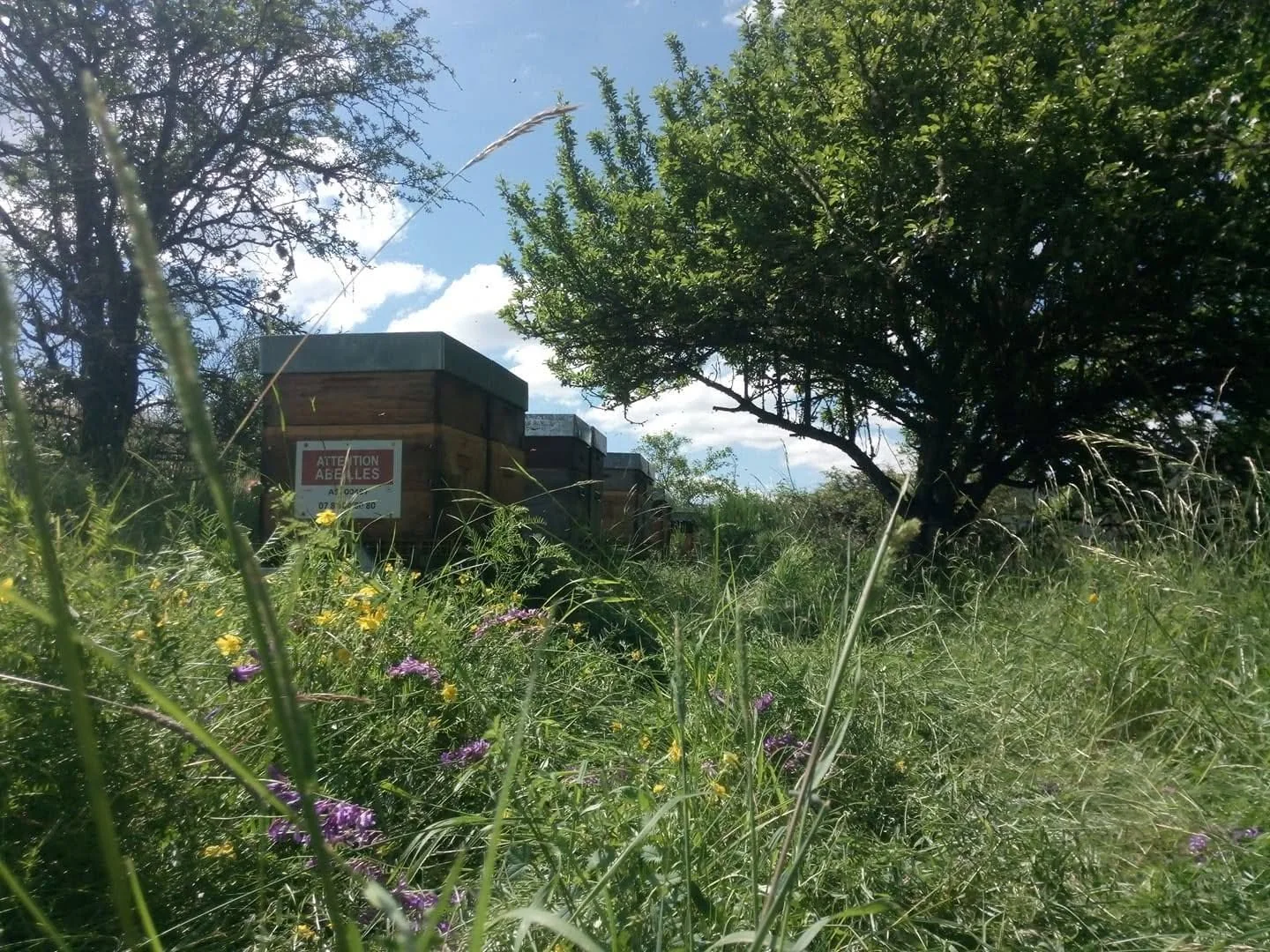 Ruches au milieu des herbes et fleurs sauvages du Haut-Allier