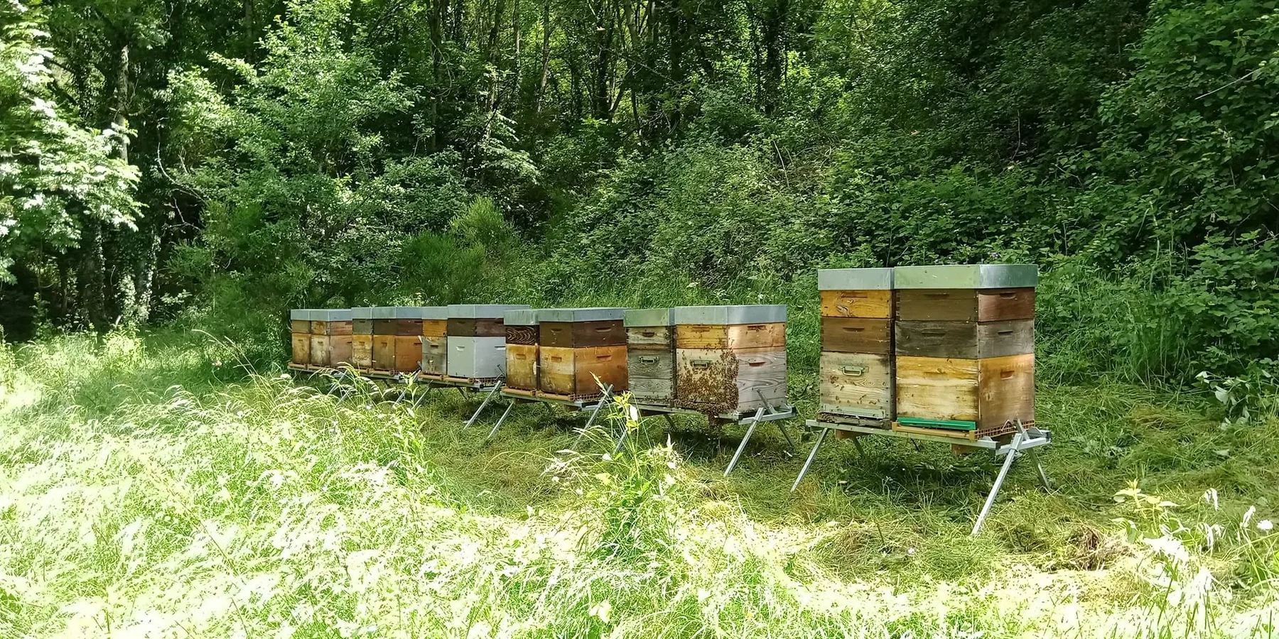 Rucher professionnel en lisière forestière dans le Haut-Allier