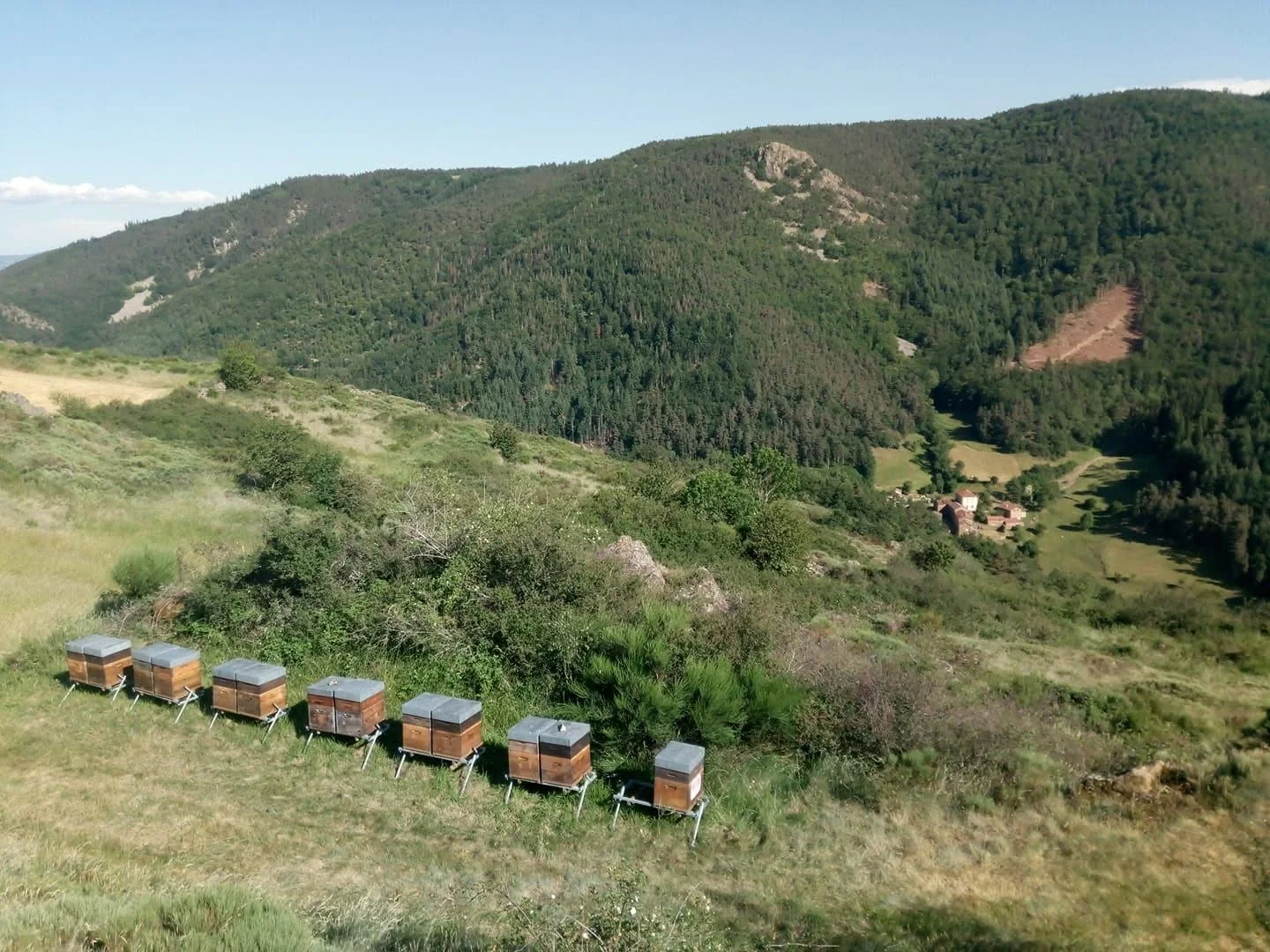 Rucher des Ruches du Haut-Allier dans une prairie entourée de forêt